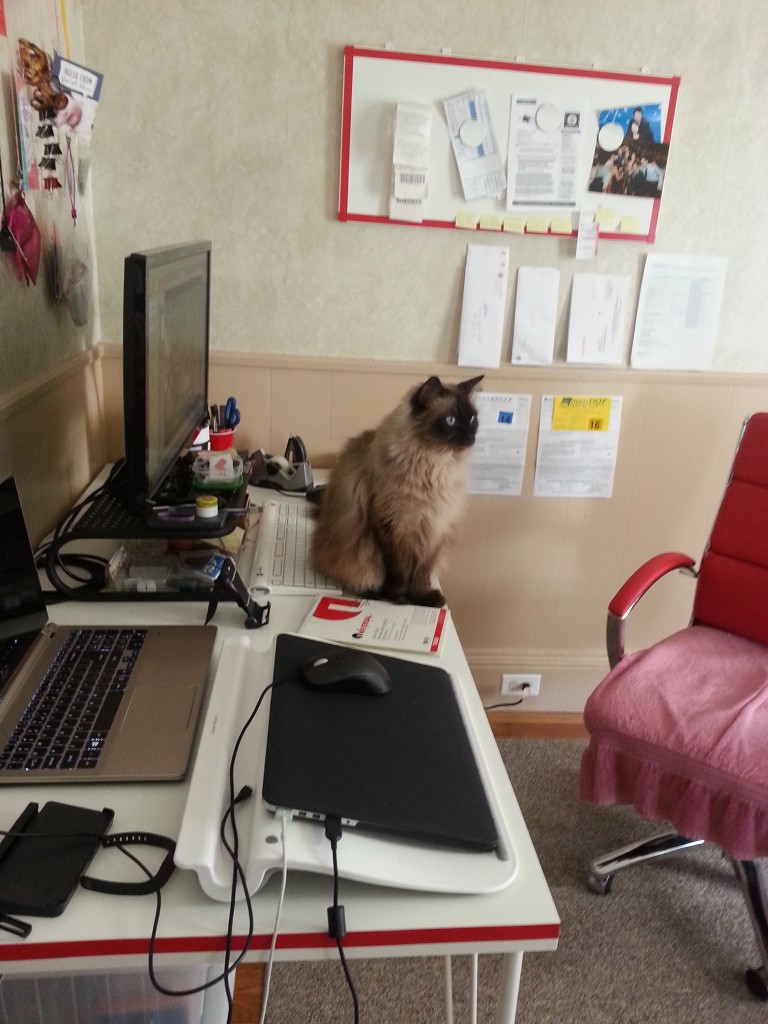 cat-no-work-allowed