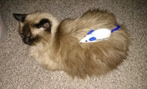 Mouse on Cat