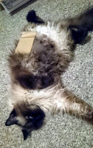 Cardboard on Cat