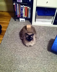 Box on Cat