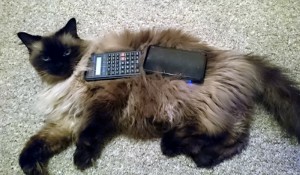 Calculator & 3DS on Cat