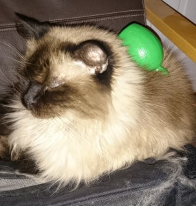 Lime Juice Bottle on Cat