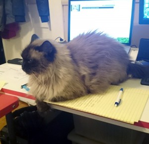 Cat on Desk